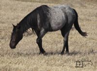 Smokin Hot Hayes MA's 2021 Roan Filly